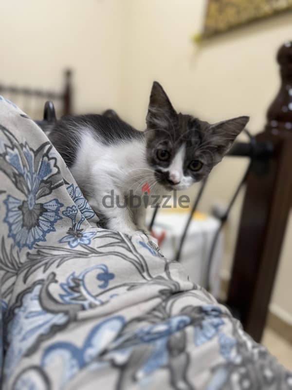 mix breed Persian kitten adoption for free 1