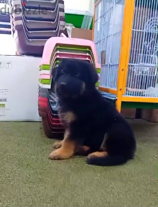 German sheprd puppies long hair top level 0