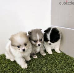 Mini Pomeranian 0