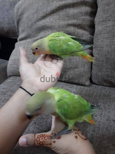 100% tamed love birds urgent for sale 1