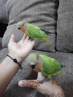 100% tamed love birds urgent for sale 0