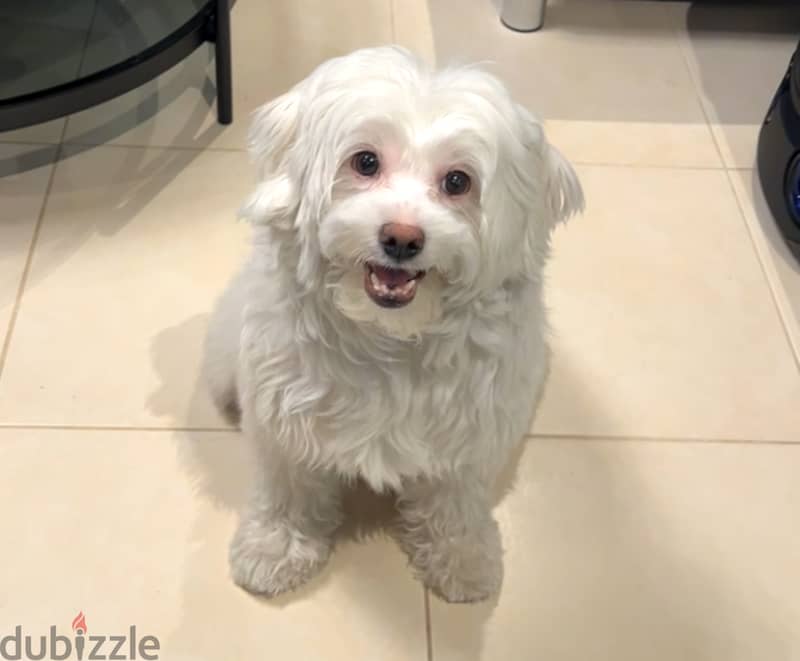 نوادر كلبة مالتيز مدربة , وجميلة Maltese dog, rare friendly 3