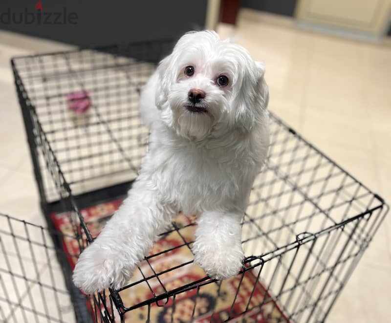 نوادر كلبة مالتيز مدربة , وجميلة Maltese dog, rare friendly 0