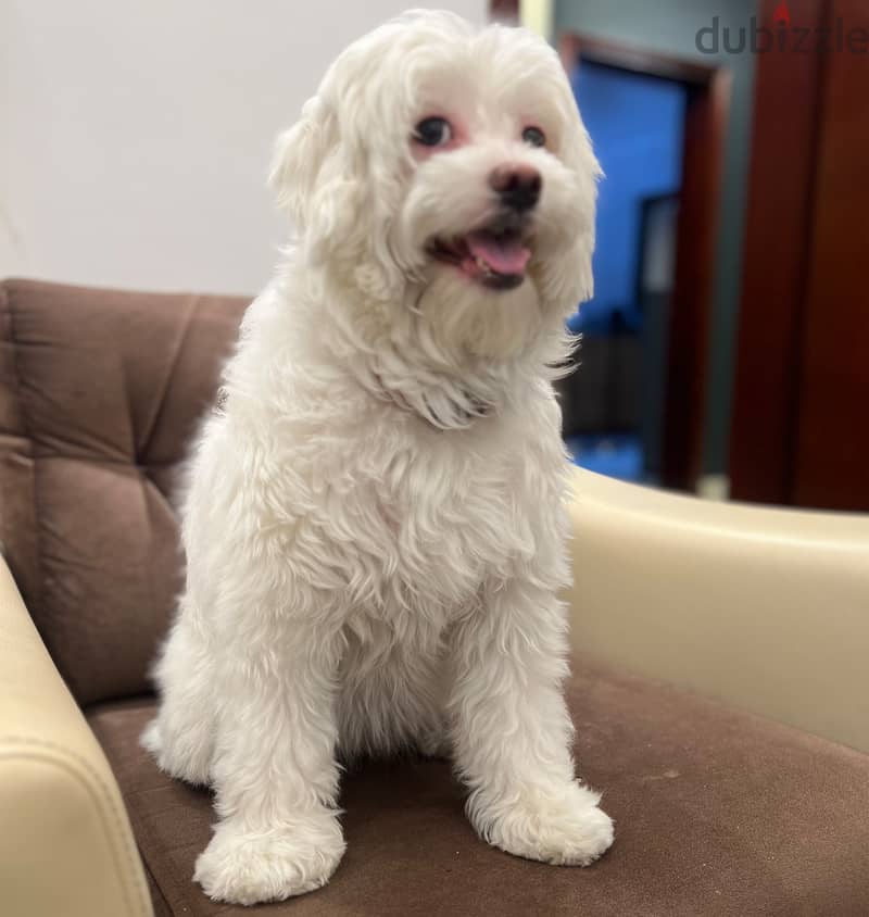 نوادر كلبة مالتيز مدربة , وجميلة Maltese dog, rare friendly 2