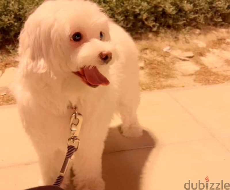 نوادر كلبة مالتيز مدربة , وجميلة Maltese dog, rare friendly 4