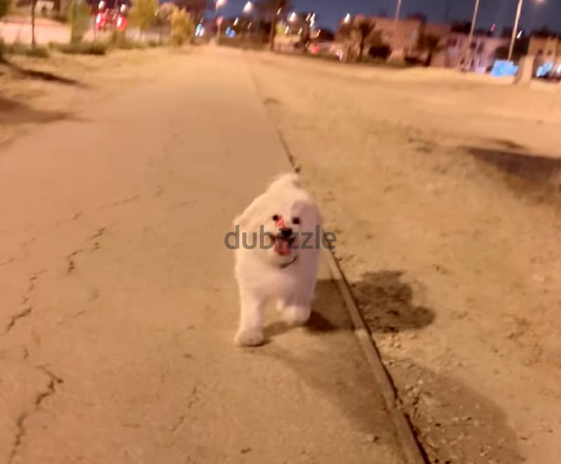 نوادر كلبة مالتيز مدربة , وجميلة Maltese dog, rare friendly 5