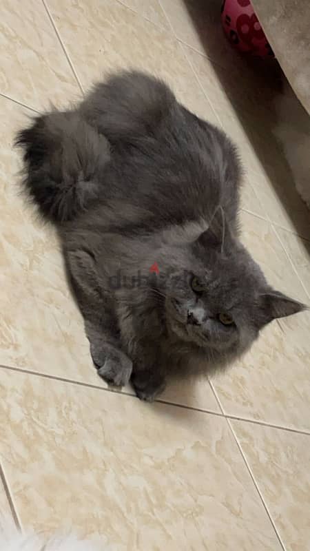 cat for adoption  قط لتبني العاجل 0