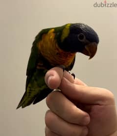 Pretty Lorikeet Parrot ببغاء لوريكيت جميل 0