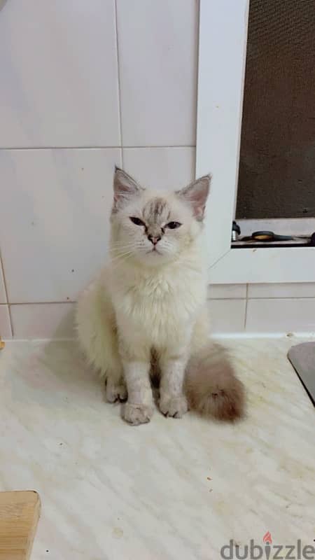 قطة للتبني cat for adoption 2