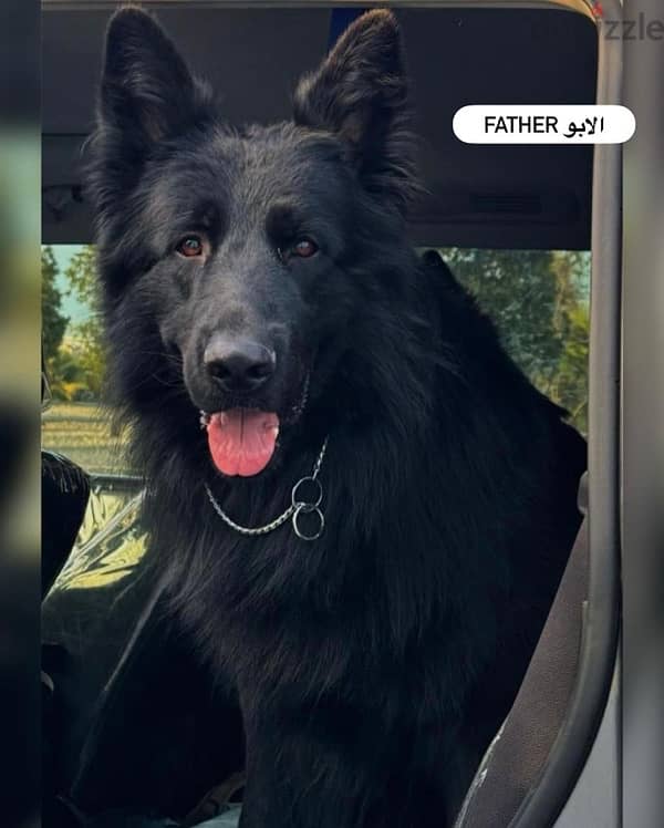 black German shepherd بلاك جيرمن شيبرد 1