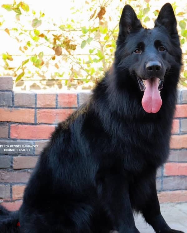 black German shepherd بلاك جيرمن شيبرد 3