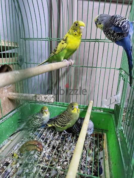 budgies breeder pair with 3 chick's 0