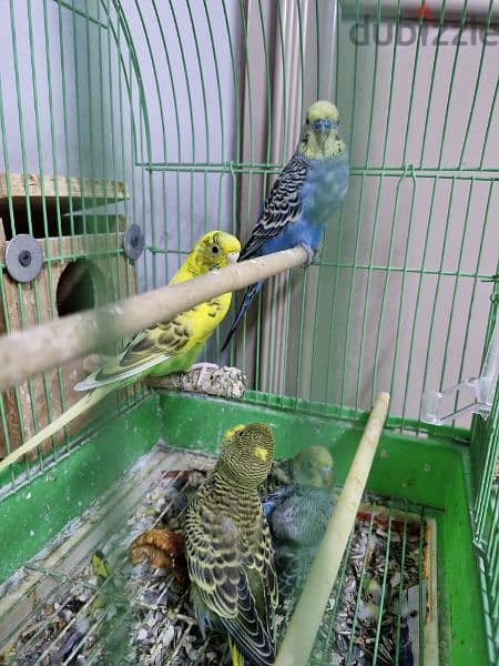 budgies breeder pair with 3 chick's 1