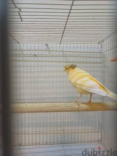 canary bredding pair 0