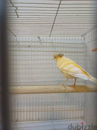 canary bredding pair