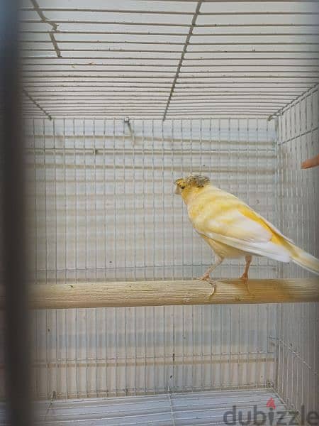 canary bredding pair 0