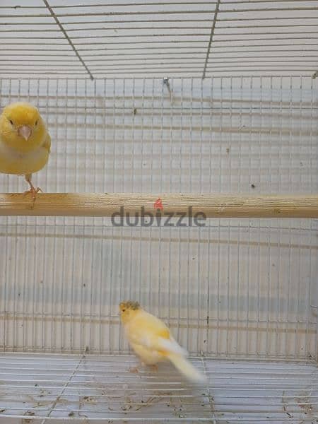 canary bredding pair 1