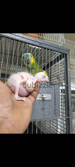 amazoon blue front bred ng pair with one babe for sale 0