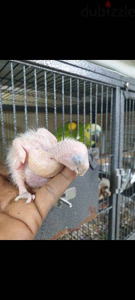 amazoon blue front bred ng pair with one babe for sale 1