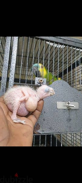 amazoon blue front bred ng pair with one babe for sale 2