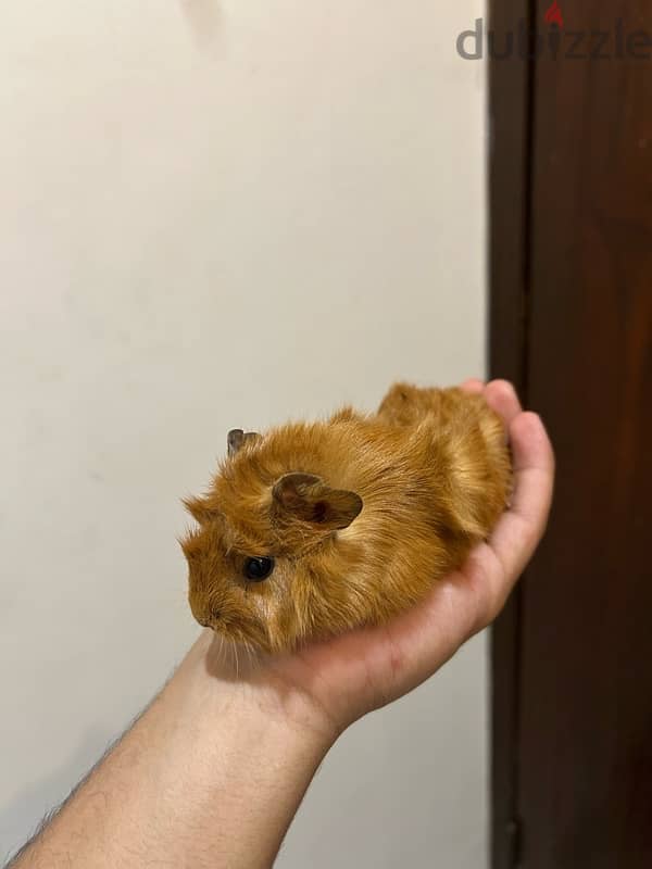 For sale, guinea pig 1