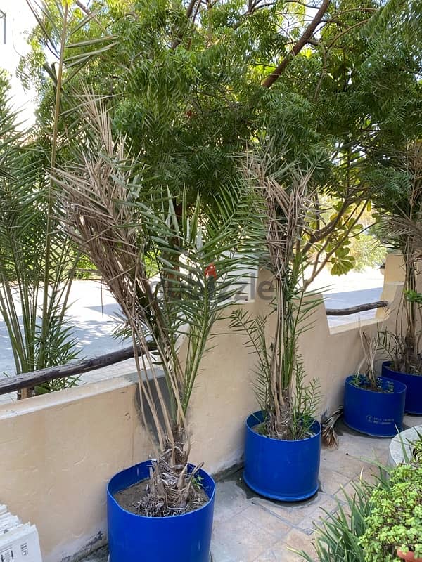 Finest Khalas Saudi Date trees 6