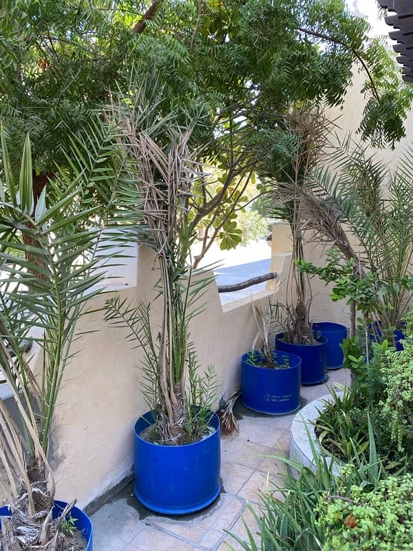 Finest Khalas Saudi Date trees 7