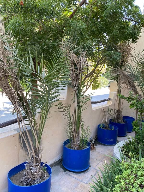 Finest Khalas Saudi Date trees 8