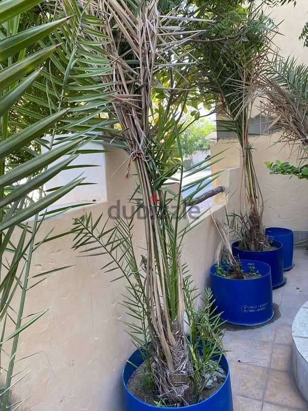 Finest Khalas Saudi Date trees 9