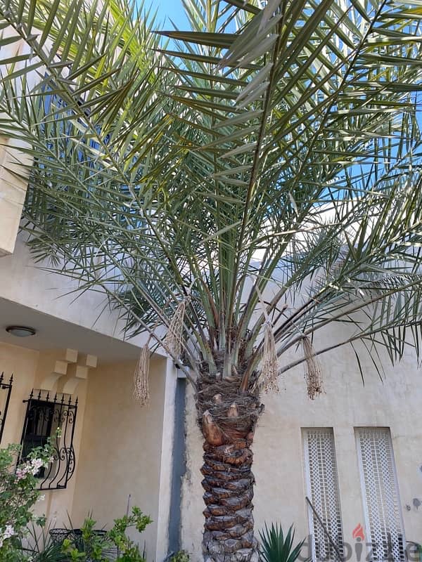 Finest Khalas Saudi Date trees 11