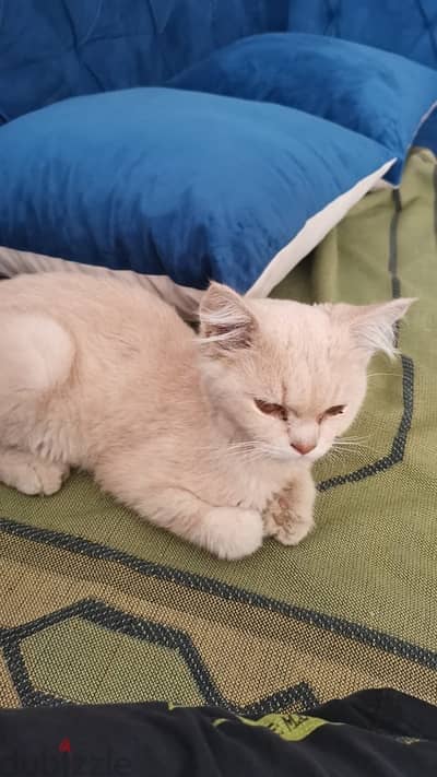 cat for adoption (urgent )