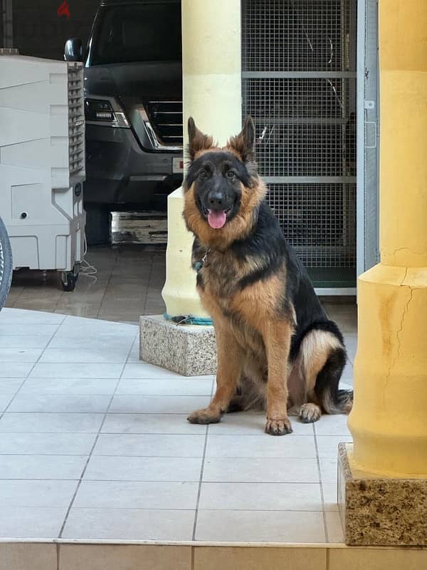 German shepherd workline medium short hair 1