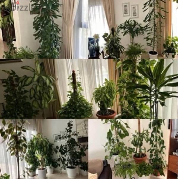 Furniture & Indoor Plants for Sale 1