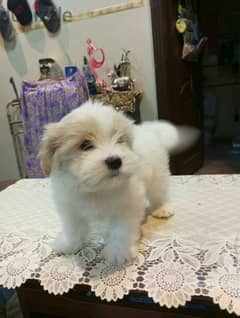 cute puppies for sale 0