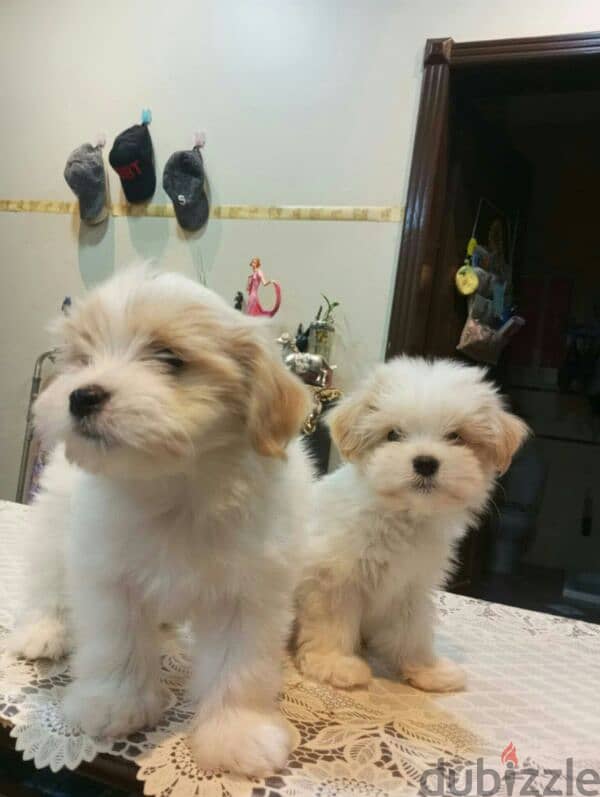 cute puppies for sale 1