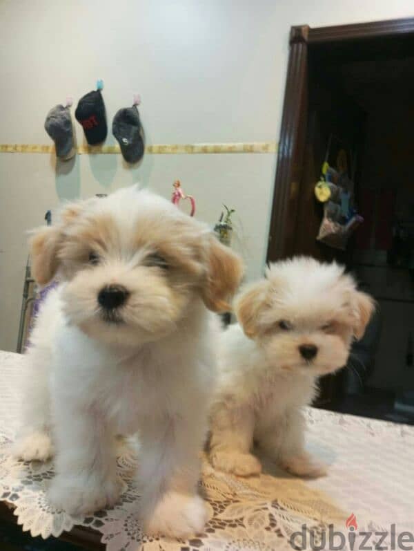 cute puppies for sale 2