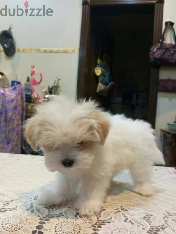 cute puppies for sale 3