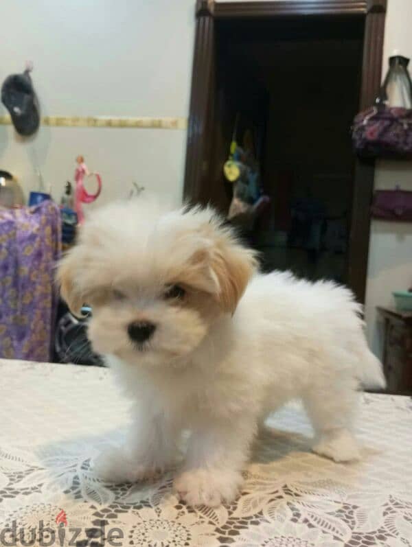 cute puppies for sale 4