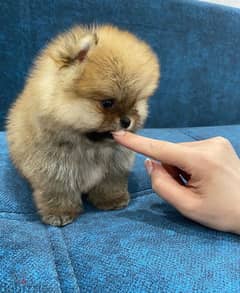 Mini Pomeranian for sale. WhatsApp me ‪+19087684279‬ 0