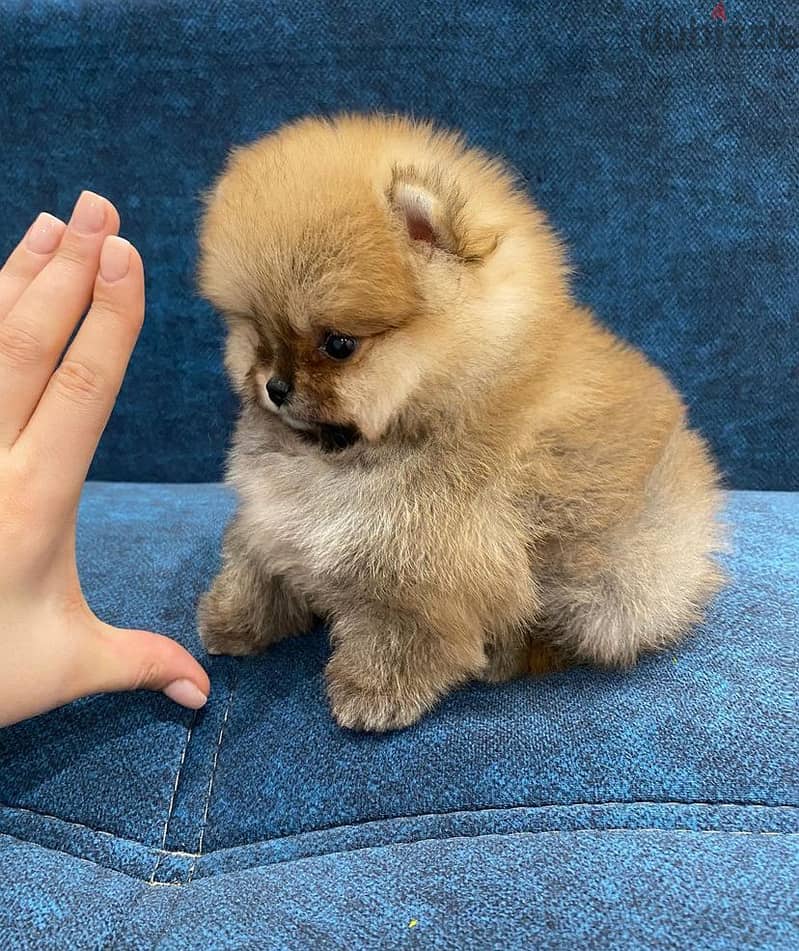 Mini Pomeranian for sale. WhatsApp me ‪+19087684279‬ 1