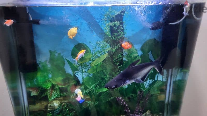 fish tank for sale 1