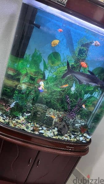 fish tank for sale 2