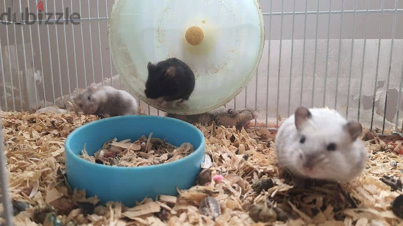 6 hamsters for sale 1