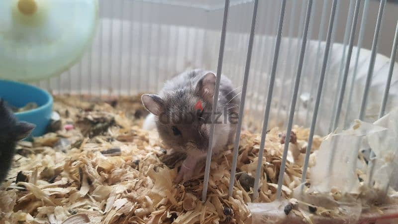 6 hamsters for sale 2