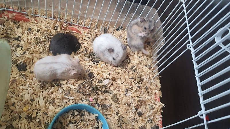 6 hamsters for sale 3