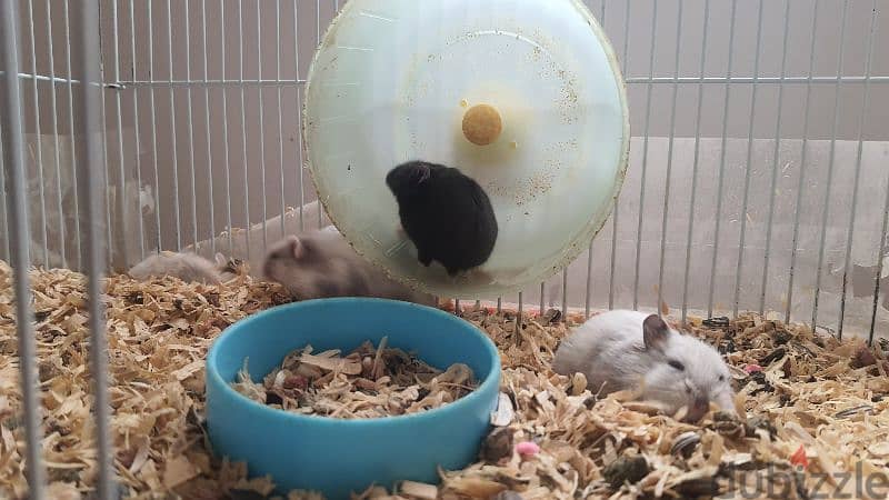 6 hamsters for sale 4