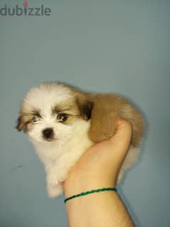 للبيع جراء شيتزو - Shih Tzu puppies for sale 0