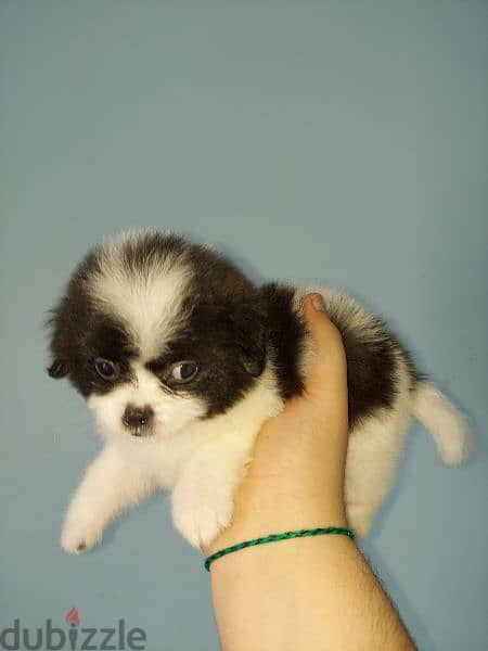 للبيع جراء شيتزو - Shih Tzu puppies for sale 1