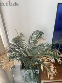 Indoor plant with pot 0