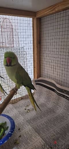 green parrot male 0